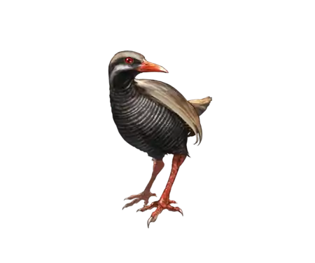 Npc zoom 3710112000 01.png