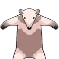 Anteater