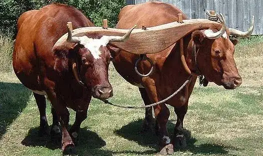Oxen in yoke