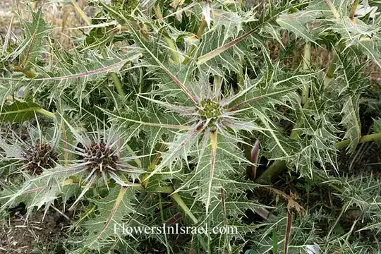 Gundelia tornefortii