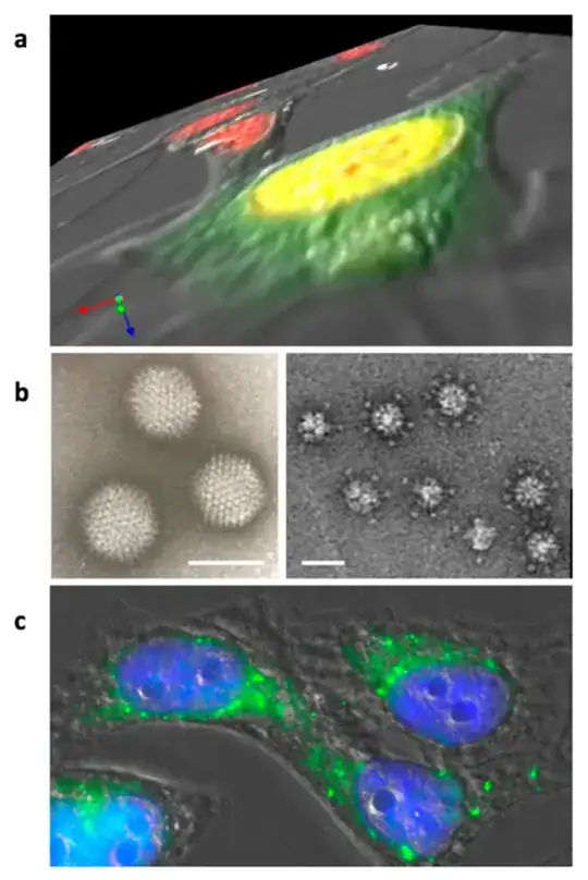 Figure 2. Adenovirus dodecahedron formation and internalization.