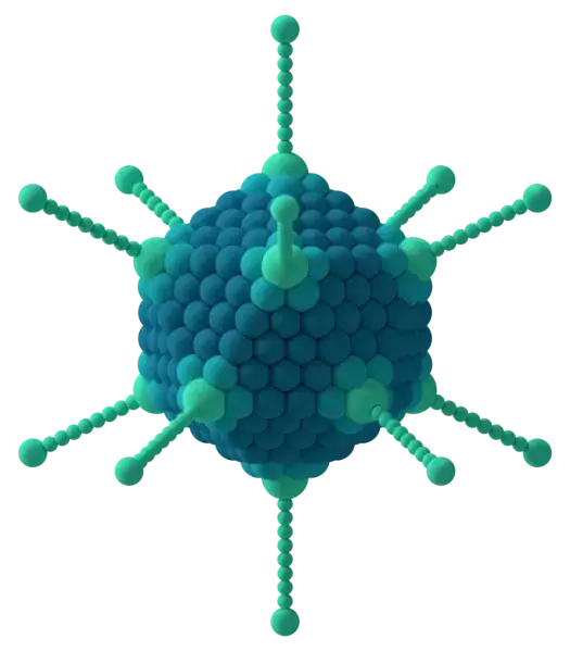 diagram of an icosahedral adenovirus
