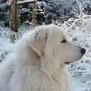 Babou, aka 'My Patou' ... always available whenever it's "Time for a walk!" ...