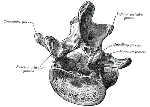 vertebra