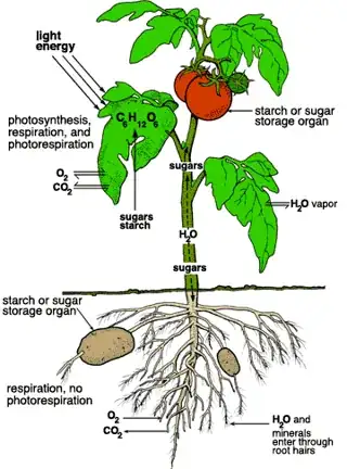 diagram showing light energy entering through leaves and being stored in fruits or tubers