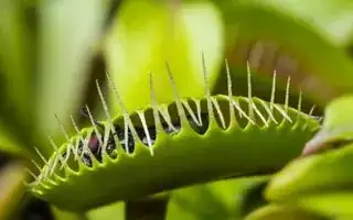 Venus Fly Trap