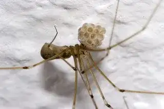 egg sac