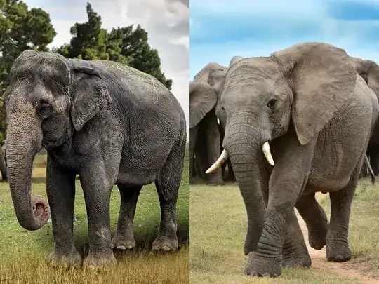 Asian vs. African elephants, a side-by-side front view comparison.