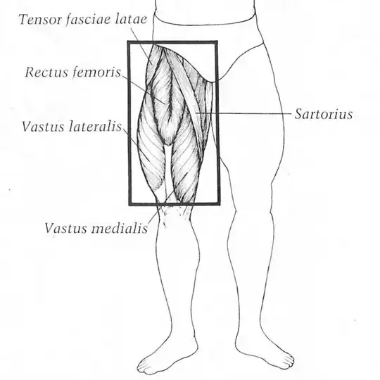 Thigh anatomy