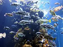 Tropical Fish Aquarium