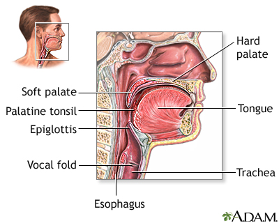 Throat anatomy Throat anatomy