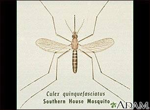 Mosquito, adult Mosquito, adult