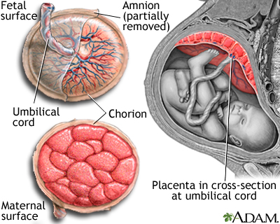 Anatomy of a normal placenta Anatomy of a normal placenta