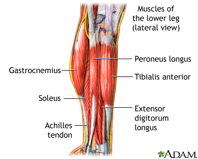 Lower leg muscles Lower leg muscles