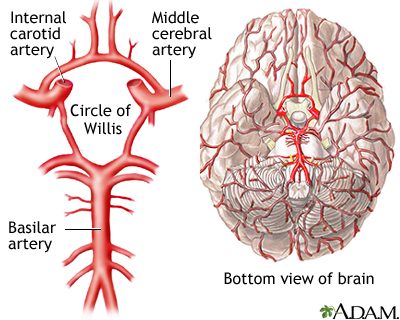 Circle of Willis Circle of Willis