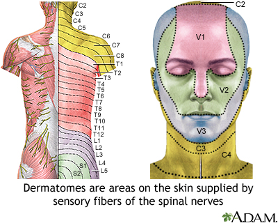 Adult dermatome Adult dermatome