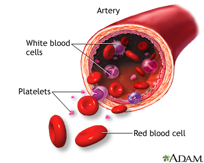 Formed elements of blood Formed elements of blood