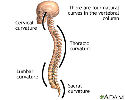 Spinal curves Spinal curves