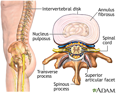 Intervertebral disk Intervertebral disk