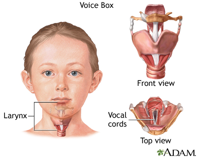 Voice box Voice box