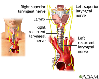 Nerves of the larynx Nerves of the larynx