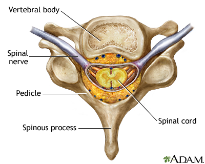 Vertebra and spinal nerves Vertebra and spinal nerves