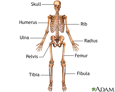 Anterior skeletal anatomy Anterior skeletal anatomy