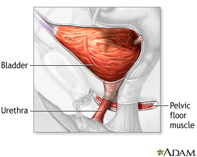 Bladder and urethral repair - series - Normal anatomy