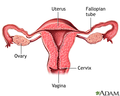 Normal uterine anatomy (cut section) Normal uterine anatomy (cut section)