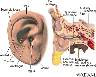 External and internal ear External and internal ear