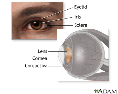Eye lens anatomy Eye lens anatomy