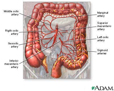 Blood supply of the large intestine Blood supply of the large intestine