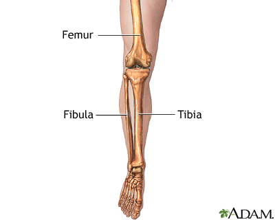 Leg skeletal anatomy Leg skeletal anatomy