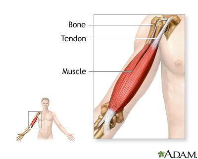 Tendons and muscles Tendons and muscles