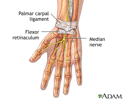 Wrist anatomy Wrist anatomy