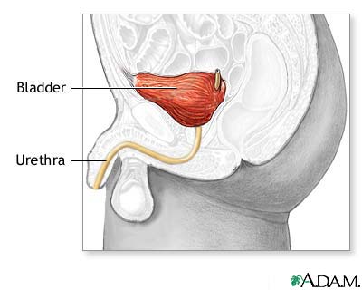 Male bladder anatomy Male bladder anatomy