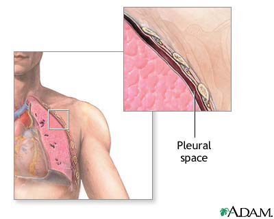 Pleural space Pleural space