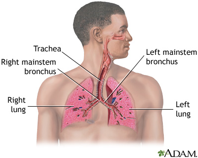 Respiratory system Respiratory system