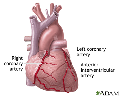 Anterior heart arteries Anterior heart arteries
