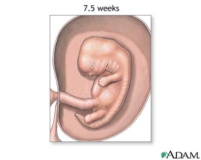 Fetus at 7.5 weeks Fetus at 7.5 weeks