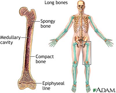 Long bones Long bones