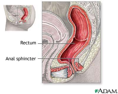 Anal sphincter anatomy Anal sphincter anatomy