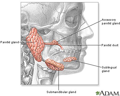 Head and neck glands Head and neck glands