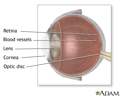 Internal eye anatomy Internal eye anatomy
