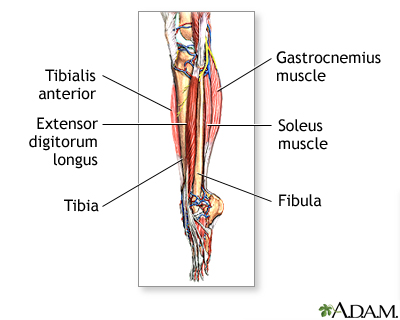 Lower leg muscles Lower leg muscles