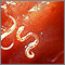 Hookworm - Ancylostoma caninum