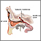 Ear tube insertion - series - Normal anatomy