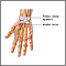 Carpal tunnel repair - Series