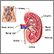 Kidney anatomy Kidney anatomy