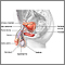 Male reproductive anatomy Male reproductive anatomy